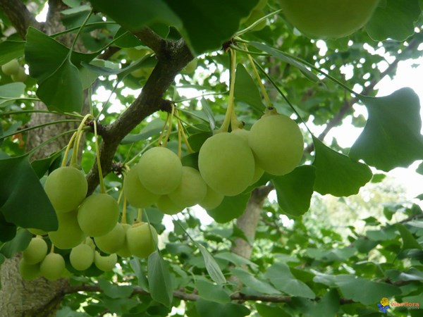Không có ảnh
